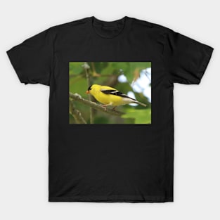 American Goldfinch Brightening Up The Woods T-Shirt